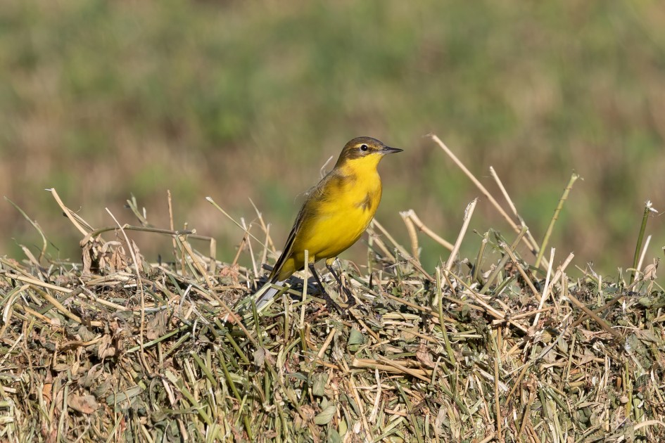 Yellow Wagtail-, 1/500 sec, f/11.0, 500 mm, ISO 250