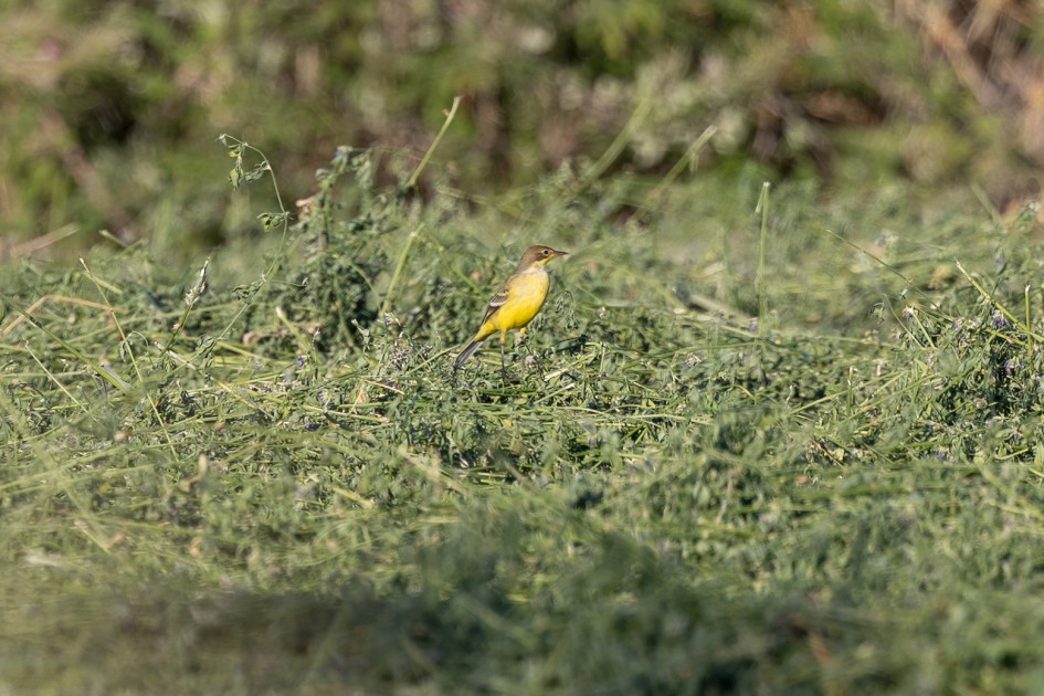 Yellow Wagtail, 1/500 sec, f/7.1, 500 mm, ISO 250