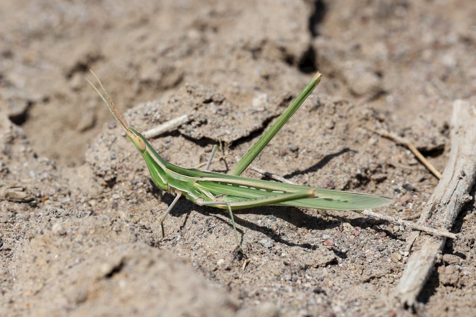 Acrida Ungarica, 1/500 sec, f/13.0, 500 mm, ISO 250