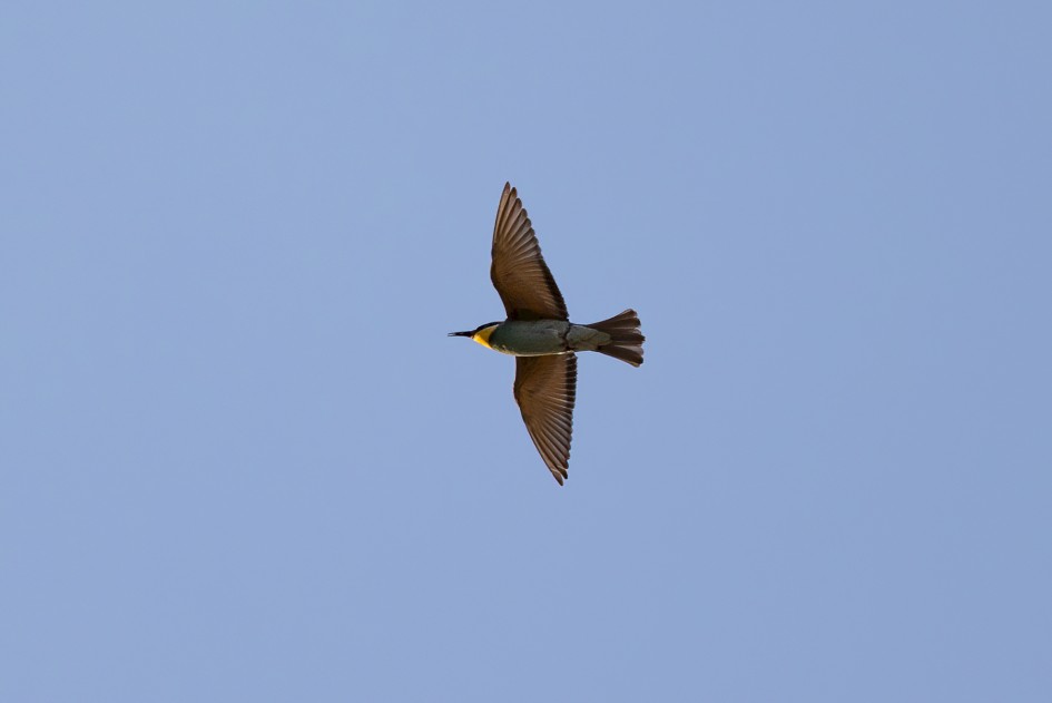 Bee-eater-, 1/640 sec, f/7.1, 500 mm, ISO 160