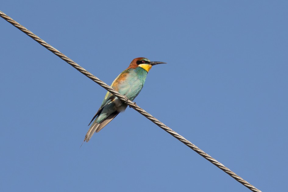 Bee-eater-, 1/640 sec, f/7.1, 500 mm, ISO 160