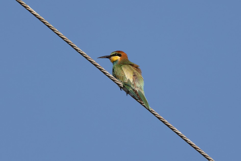 Bee-eater-, 1/500 sec, f/7.1, 500 mm, ISO 125