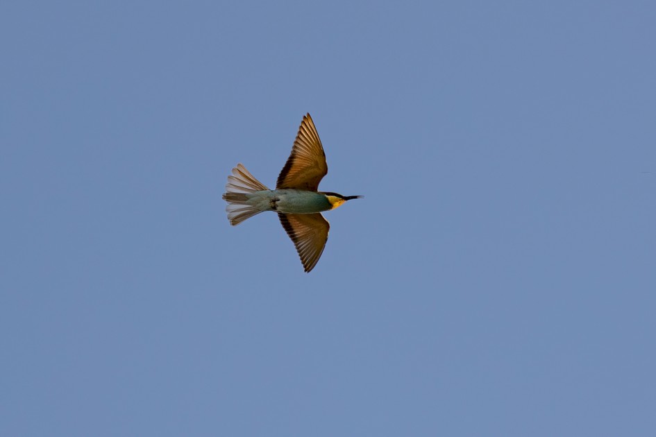 Bee-eater, 1/500 sec, f/7.1, 500 mm, ISO 160