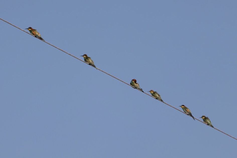 Bee-eaters, 1/640 sec, f/7.1, 500 mm, ISO 100