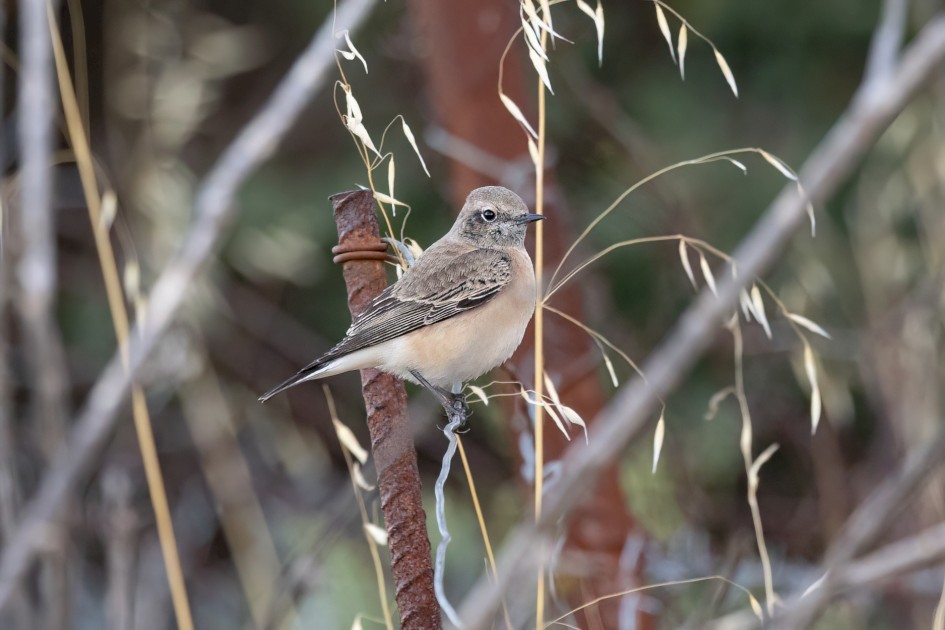 Black-eared Wheatear, 1/500 sec, f/7.1, 500 mm, ISO 3200