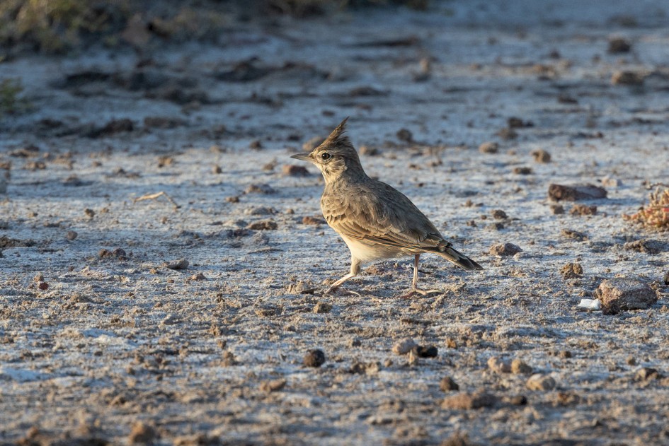 Crested Lark-, 1/640 sec, f/7.1, 500 mm, ISO 640
