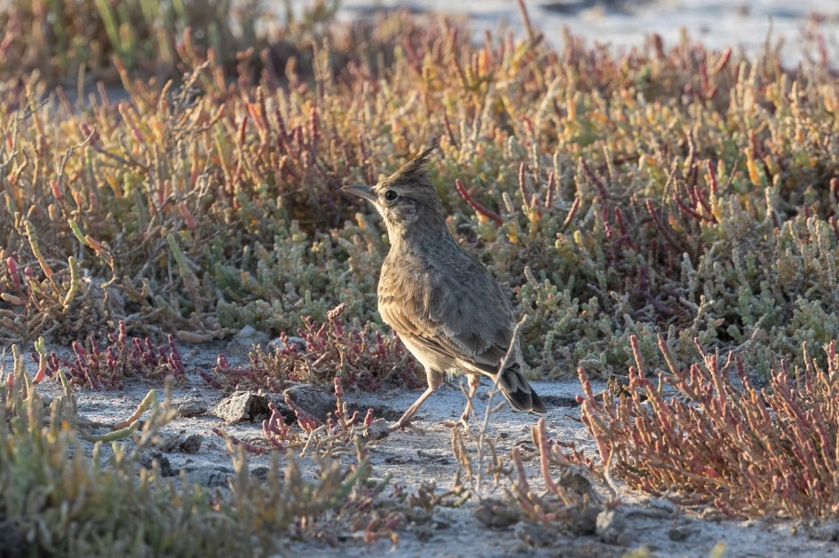 Crested Lark, 1/640 sec, f/7.1, 500 mm, ISO 800
