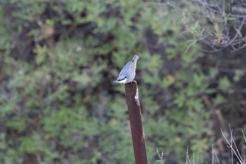 Rock Nuthatch, 1/640 sec, f/7.1, 500 mm, ISO 2500