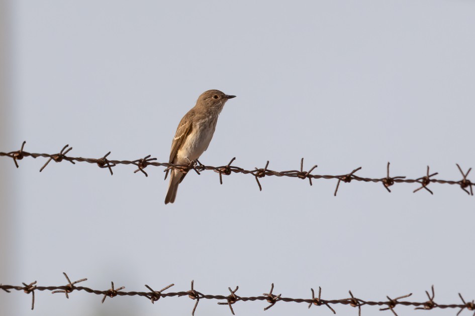 Spotted Flycatcher, 1/500 sec, f/7.1, 500 mm, ISO 125