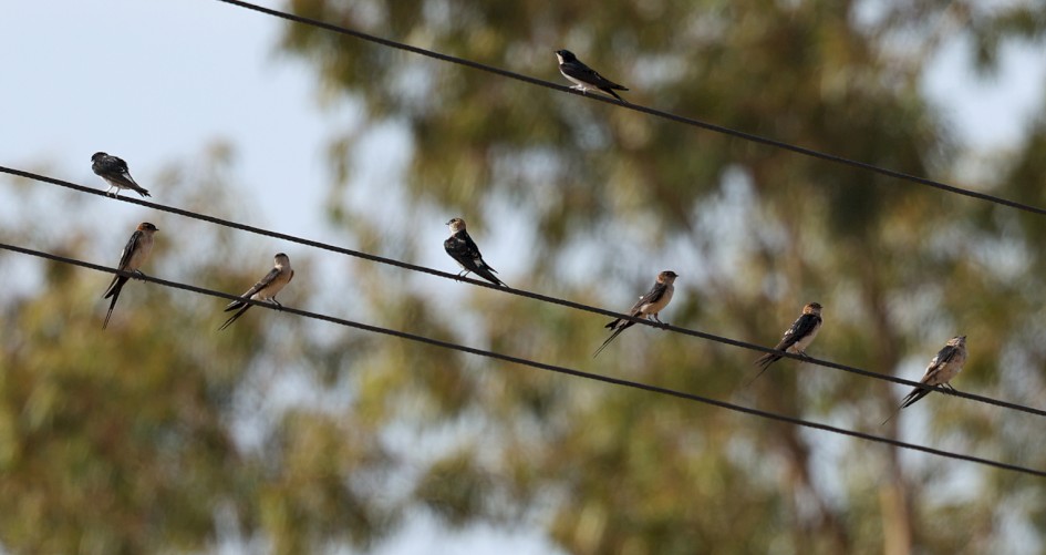 Red-rumped Swallows, 1/640 sec, f/7.1, 500 mm, ISO 160