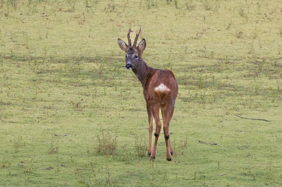 Roe Deer, 1/640 sec, f/7.1, 500 mm, ISO 1000