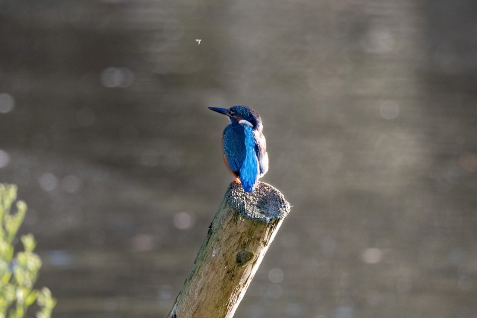 Kingfisher , 1/640 sec, f/7.1, 500 mm, ISO 500