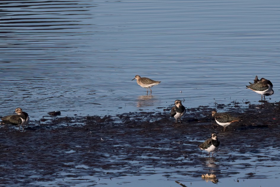 Ruff, 1/800 sec, f/7.1, 500 mm, ISO 100