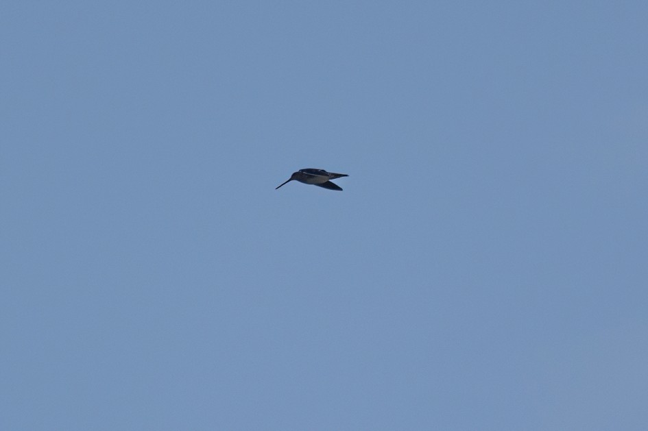 Snipe, 1/500 sec, f/7.1, 500 mm, ISO 200