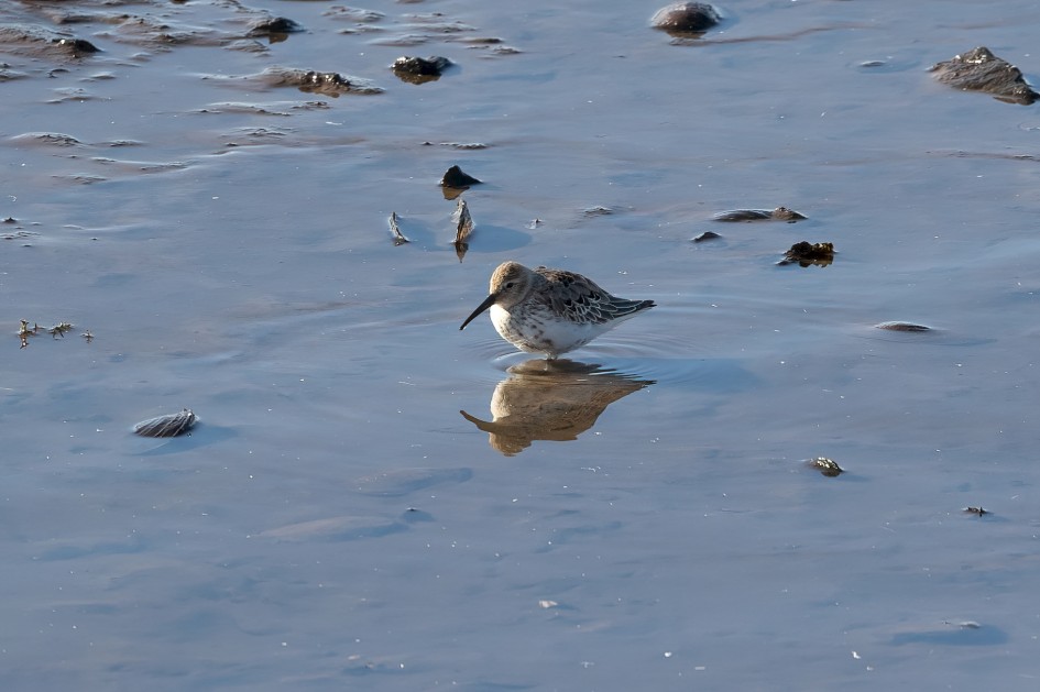Dunlin, 1/640 sec, f/7.1, 500 mm, ISO 320