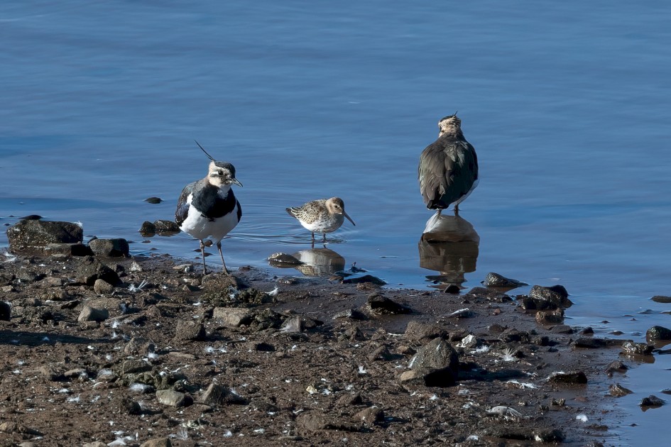 Dunlin , 1/640 sec, f/7.1, 500 mm, ISO 250