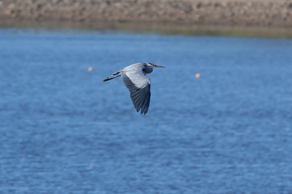 Grey Heron, 1/640 sec, f/7.1, 500 mm, ISO 200