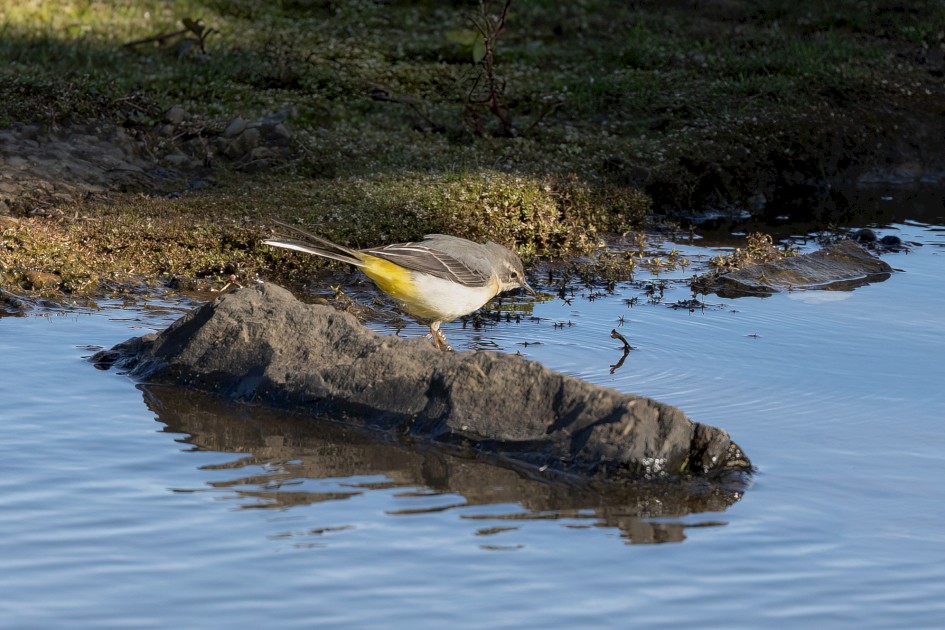 Grey Wagtail, 1/500 sec, f/7.1, 500 mm, ISO 320