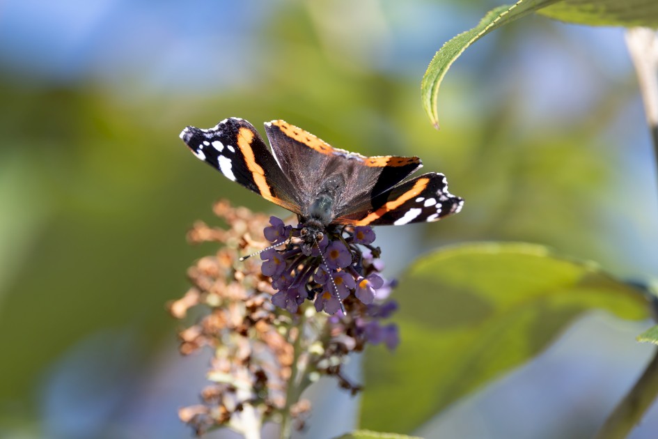 Red Admiral, 1/640 sec, f/7.1, 500 mm, ISO 500