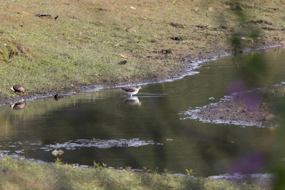 Green Sandpiper, 1/500 sec, f/7.1, 500 mm, ISO 400