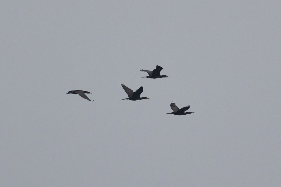 Cormorants, 1/2500 sec, f/7.1, 500 mm, ISO 2000