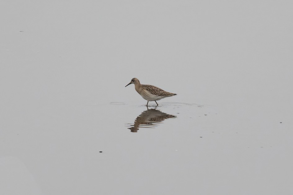 Ruff, 1/500 sec, f/7.1, 500 mm, ISO 1250