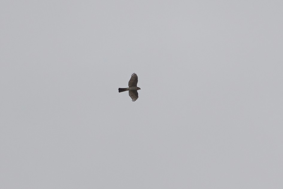Sparrowhawk, 1/500 sec, f/7.1, 500 mm, ISO 100