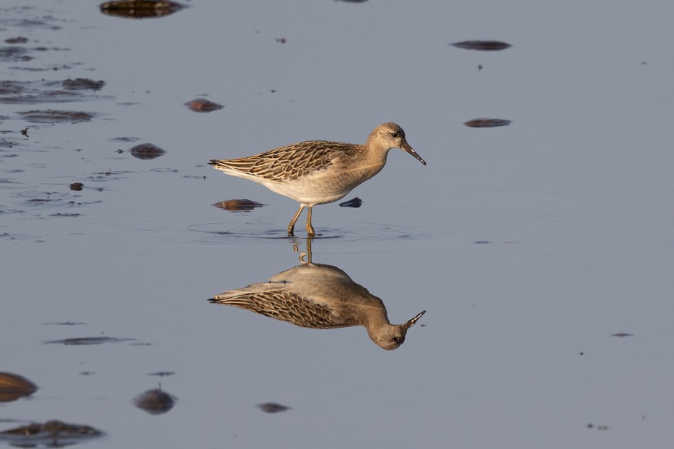 Ruff, 1/640 sec, f/7.1, 500 mm, ISO 200