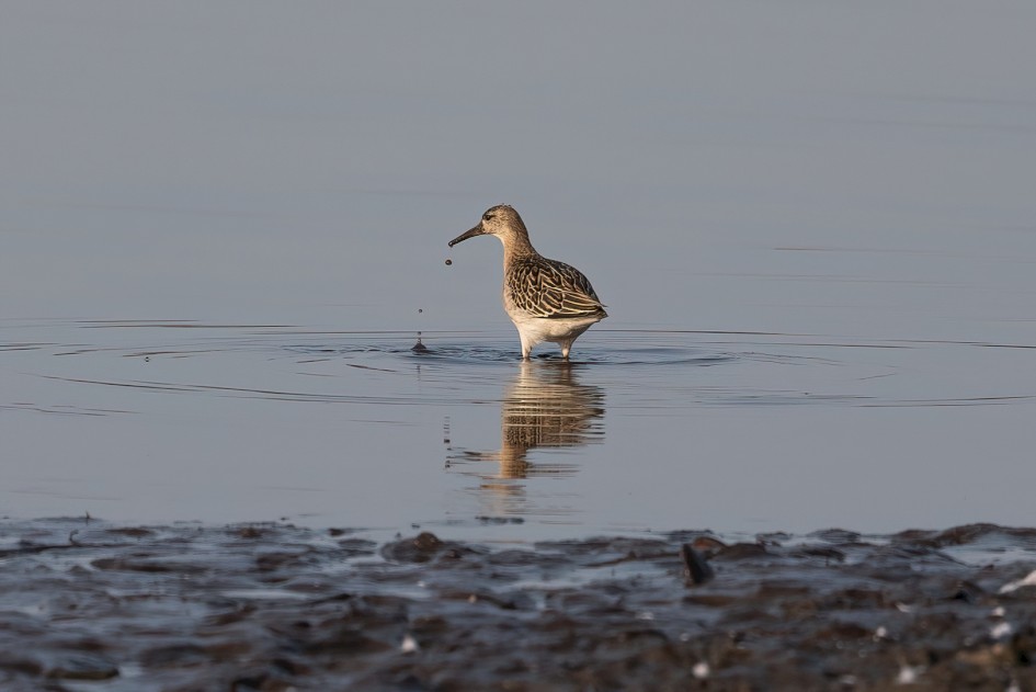 Ruff , 1/640 sec, f/7.1, 500 mm, ISO 200