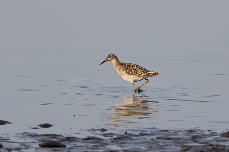 Ruff , 1/640 sec, f/7.1, 500 mm, ISO 200