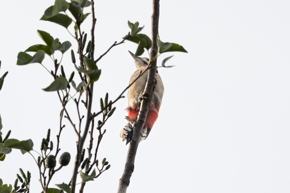 Great Spotted Woodpecker, 1/640 sec, f/7.1, 500 mm, ISO 160