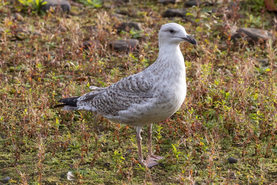 Juv  Herring Gull, 1/640 sec, f/7.1, 363 mm, ISO 500