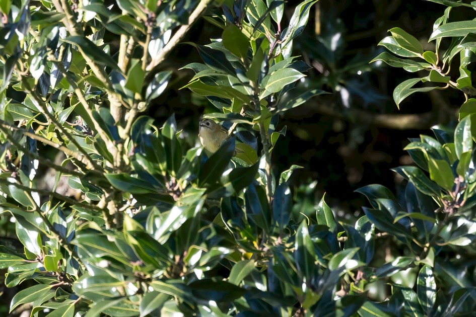 Goldcrest, 1/500 sec, f/7.1, 500 mm, ISO 1000