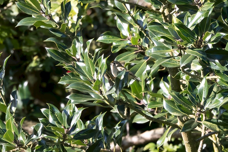 Goldcrest , 1/500 sec, f/7.1, 500 mm, ISO 1000