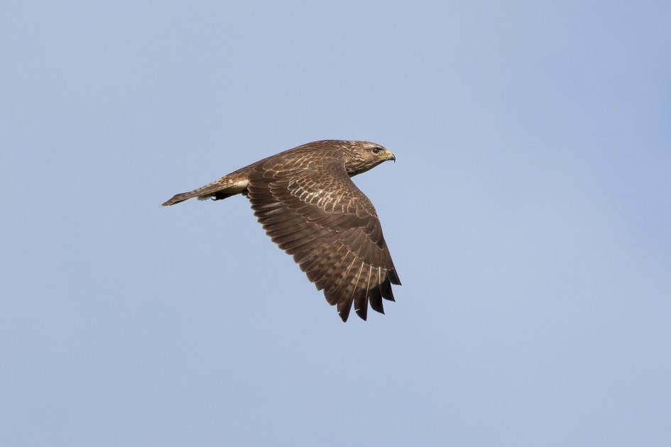 Buzzard, 1/2500 sec, f/7.1, 500 mm, ISO 400
