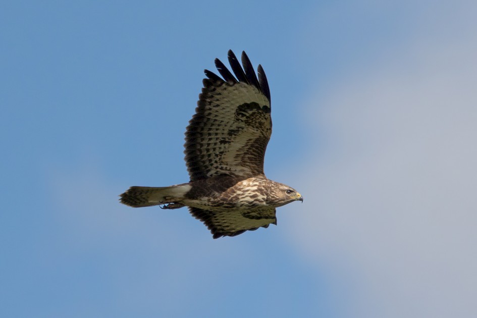 Buzzard, 1/2000 sec, f/7.1, 500 mm, ISO 400