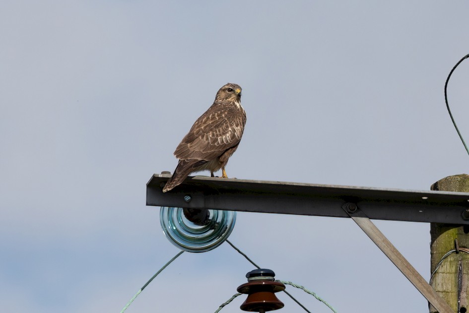 Buzzard, 1/2500 sec, f/7.1, 500 mm, ISO 320
