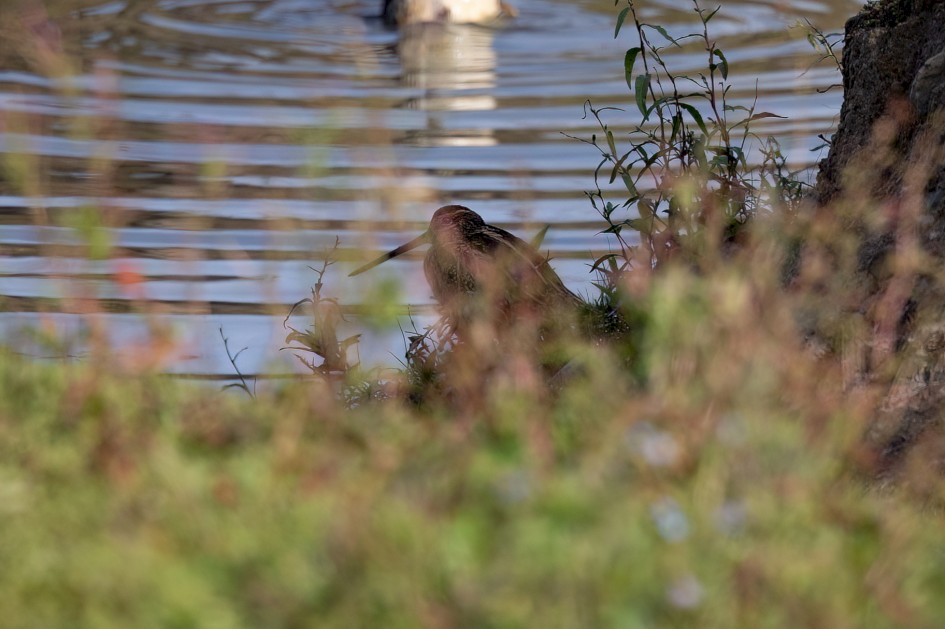Snipe, 1/500 sec, f/7.1, 500 mm, ISO 200
