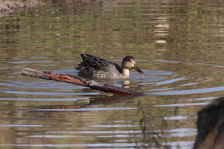 Teal, 1/500 sec, f/7.1, 500 mm, ISO 250