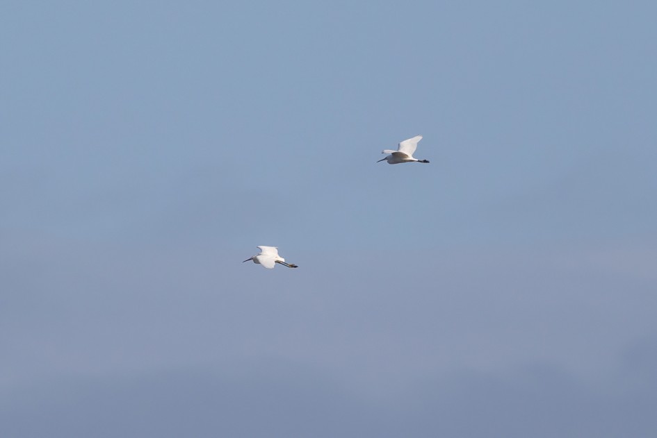 Little Egrets , 1/2000 sec, f/7.1, 500 mm, ISO 500