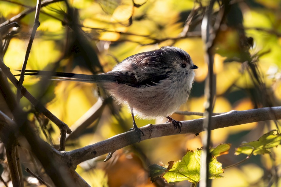 Long-tailed Tit , 1/2000 sec, f/7.1, 500 mm, ISO 4000
