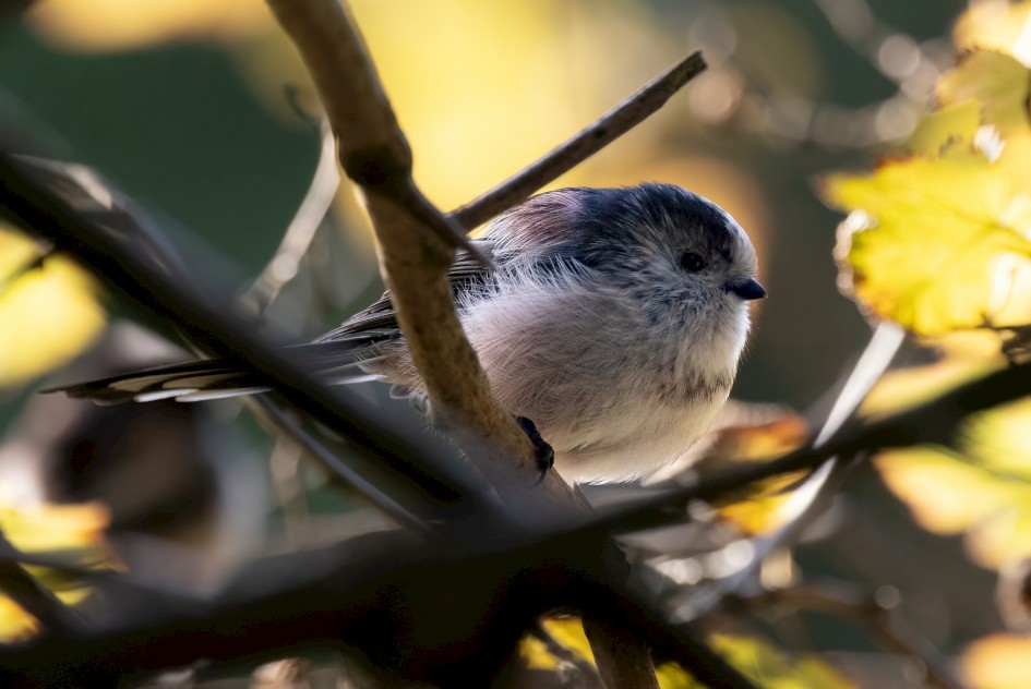Long-tailed Tit , 1/2000 sec, f/7.1, 500 mm, ISO 5000