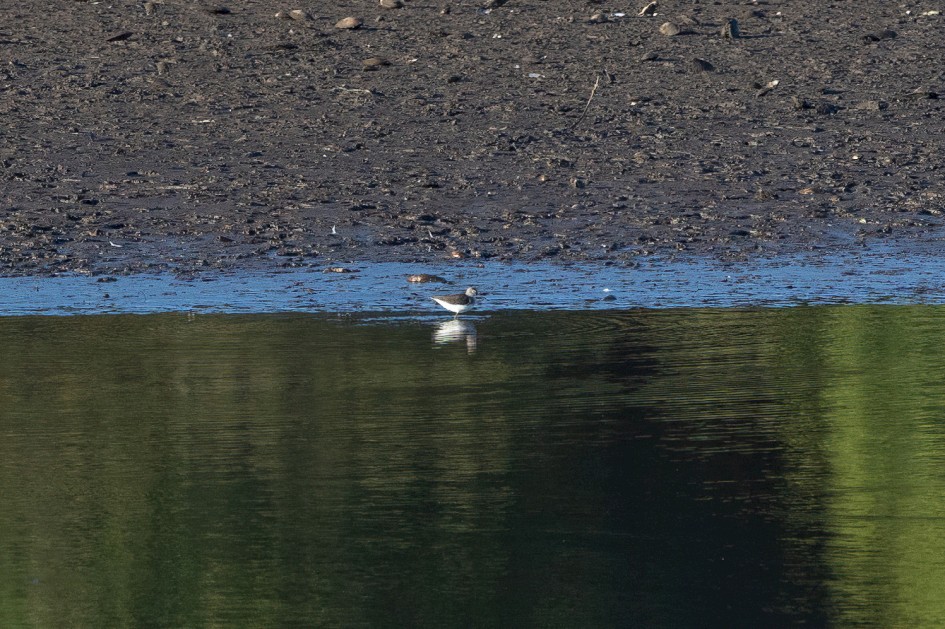 Green Sandpiper, 1/2000 sec, f/7.1, 500 mm, ISO 1600