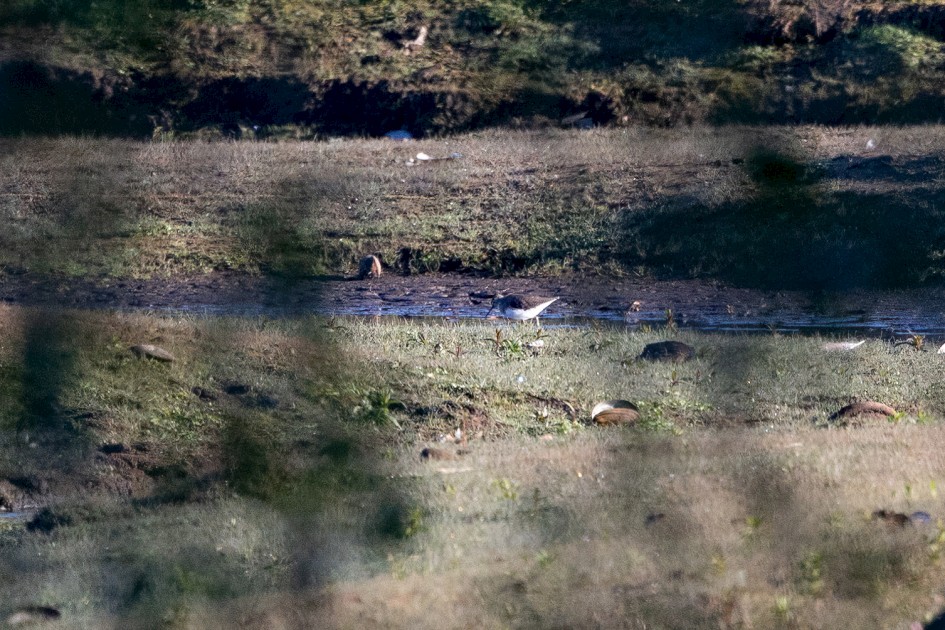 Green Sandpiper , 1/2500 sec, f/7.1, 500 mm, ISO 2000