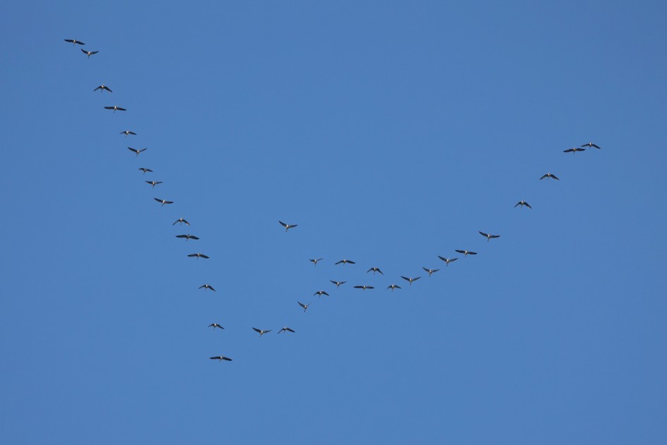 Pinkfeet, 1/2000 sec, f/7.1, 500 mm, ISO 1000