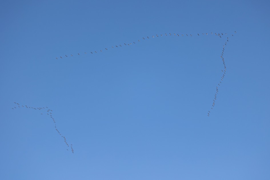 Pinkfeet , 1/2000 sec, f/4.5, 114 mm, ISO 400