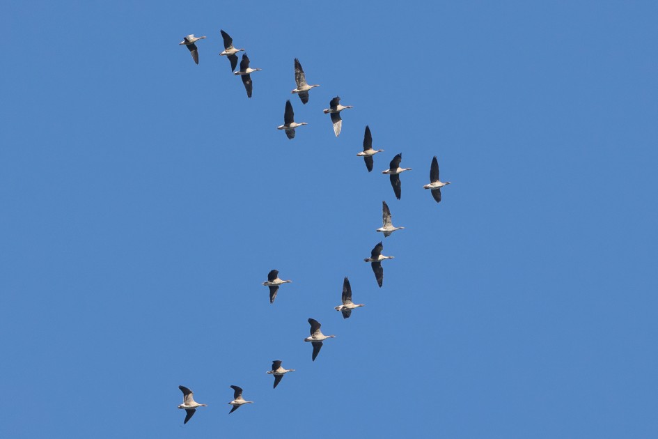 Pinkfeet , 1/2500 sec, f/7.1, 500 mm, ISO 1250