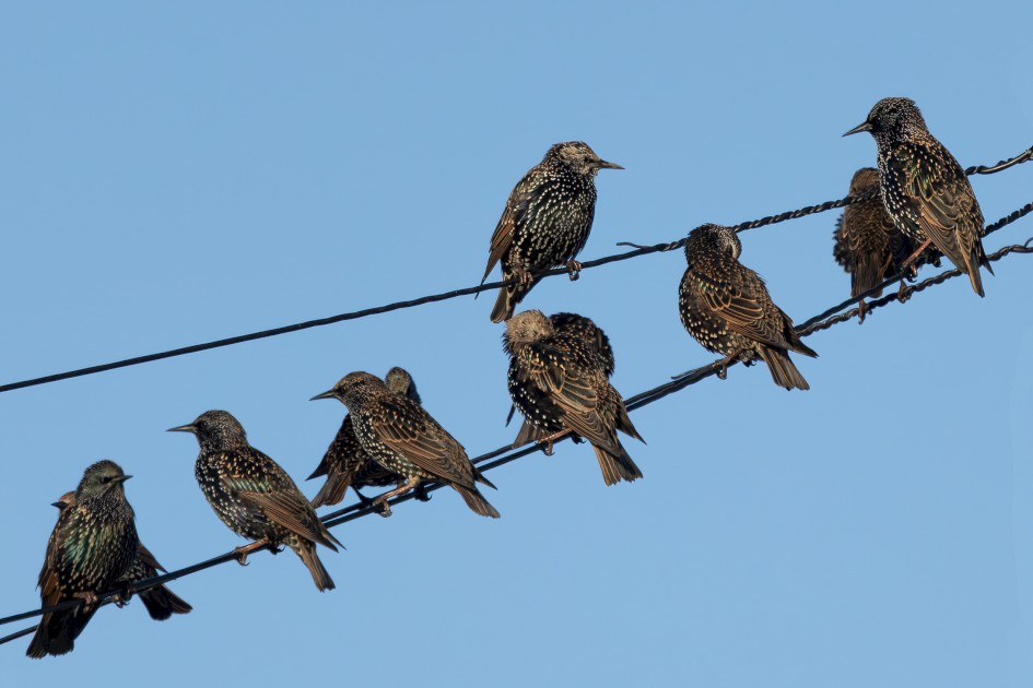 Starlings, 1/2000 sec, f/7.1, 500 mm, ISO 500