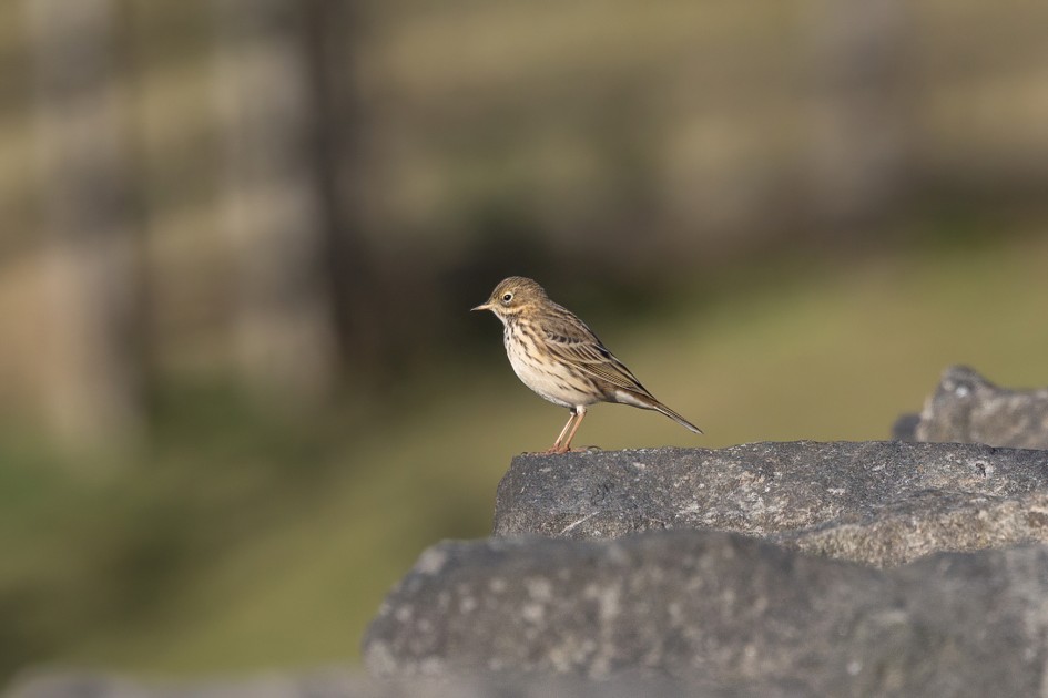 Meadow Pipit, 1/2000 sec, f/7.1, 500 mm, ISO 640
