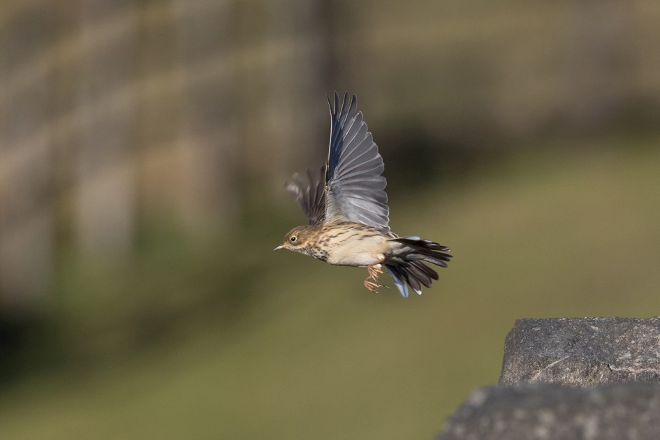 Meadow Pipit , 1/2500 sec, f/7.1, 500 mm, ISO 640